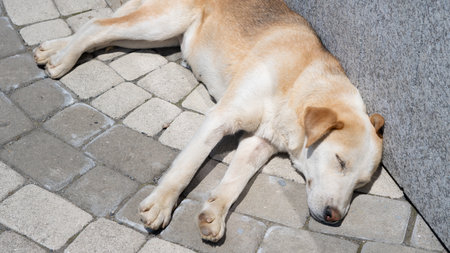 Big breed homeless dog peacefully sleeping on the street, finding a moment of rest amid hardship.の写真素材