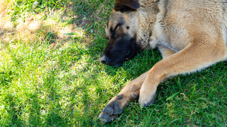 Large homeless dog with a sad expression. High quality photoの写真素材