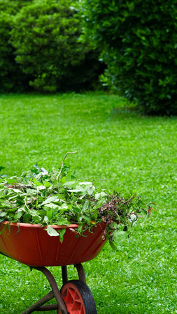 wheelbarrow for the garden, cutting trees.の写真素材