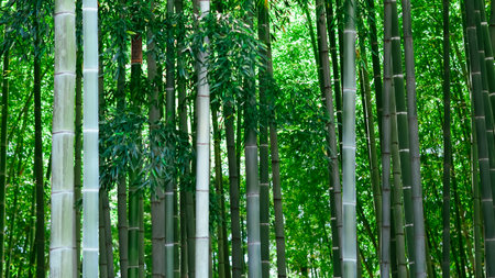 Tall, green bamboo trees swaying gently in the breeze, serene and lushの写真素材