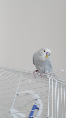 a portrait of t blue parrot perched at home, showing its colorful feathers and charmの写真素材