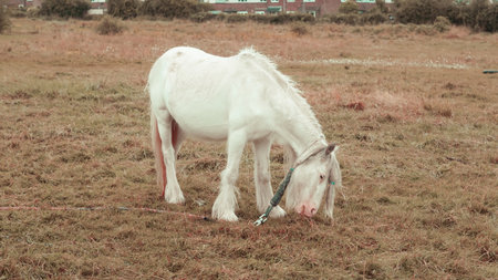 A lonely horse on a rainy farm, captured in brown tones, creating a tranquil sceneの写真素材