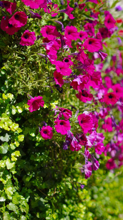 Vibrant summer street flowers background, full of color and life, perfect for seasonal themes...