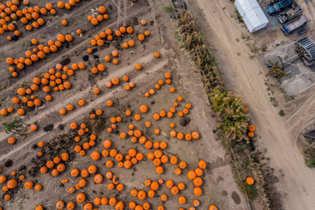 Aerial drone captures pumpkin farm during autumn harvest, colorful fields seenの素材