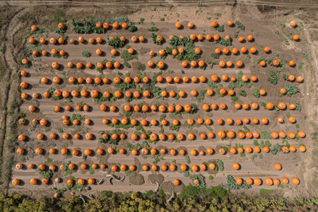 Drone captures pumpkin harvest at a farm, showcasing autumn produce fieldsの素材