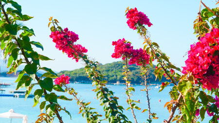 Vibrant flowers on a serene beach, perfect for nature and travel themesの写真素材