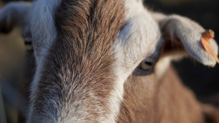 Curious goat resting in a farm setting, pastoral charmの写真素材
