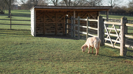 Rustic farm scene with goat grazing freely in a vibrant countryside field