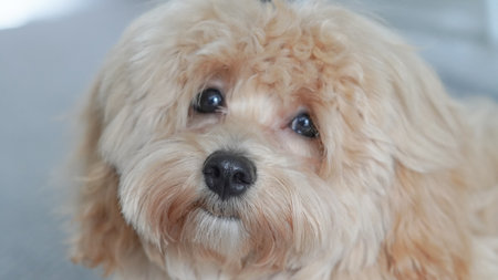 Untrimmed Maltipoo dog sitting indoors with a curious and playful expressionの写真素材