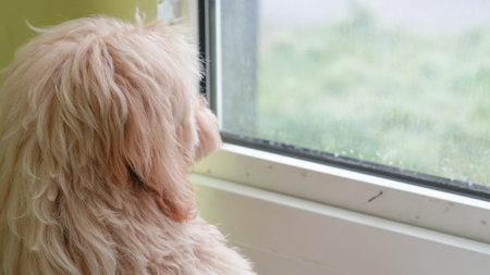 Natural untrimmed Maltipoo dog at home, reflecting a relaxed and calm vibeの写真素材