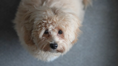 Maltipoo dog with fluffy untrimmed fur posing indoors in a casual settingの写真素材