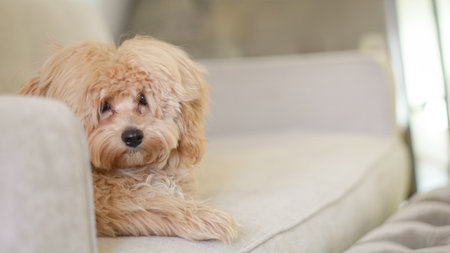 A fluffy untrimmed Maltipoo dog resting at home in a cozy environmentの写真素材