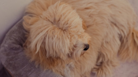Close-up of an untrimmed Maltipoo, showing its soft and fluffy furの写真素材