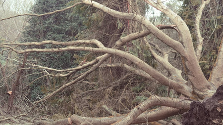 After a powerful storm, a massive tree lies fallen in the park, with roots exposed and the...