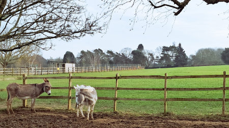 Donkeys in pens on an English farm, peacefully grazing in the field