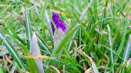 A single purple flower in a green field symbolizes the beauty of springの写真素材