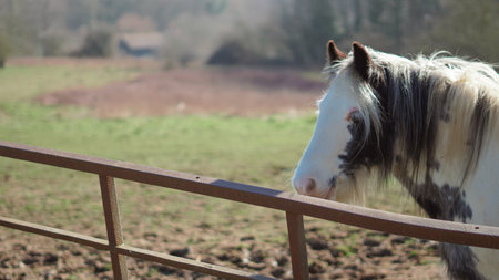 Horse standing in pasture, natural pose, calm stateの写真素材