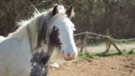 Horse in pasture, natural habitat, well-groomed appearanceの写真素材