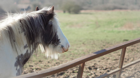 Gypsy Vanner horse, head closeup, breed specific featuresの写真素材