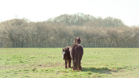 Mare and foal grazing in a field in natural pose, bonding concept.の写真素材