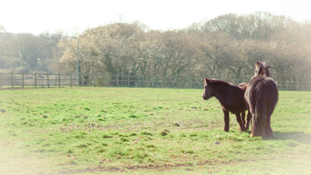Mare and foal grazing in a field in natural pose, bonding concept.の写真素材