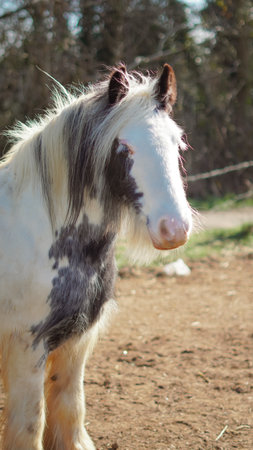 Horse in open space, feeling of freedom, natural behaviorの写真素材
