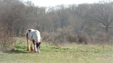 Lush green meadow, horses graze peacefully, idyllic English countryside scene, copy spaceの写真素材