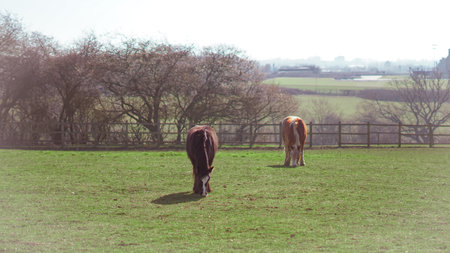 Horses grazing, showing different breeds and typesの写真素材