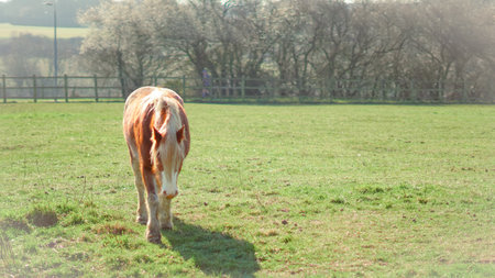A horse grazes on a green pasture in spring, surrounded by trees and sunlight.の写真素材
