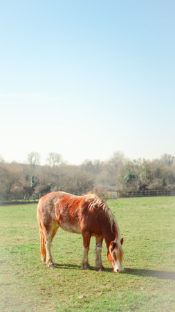 A grazing horse embodies the simplicity and beauty of rural farm lifeの写真素材