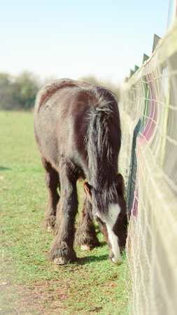 A calm horse grazes under the warm sun, creating a relaxing countryside viewの写真素材