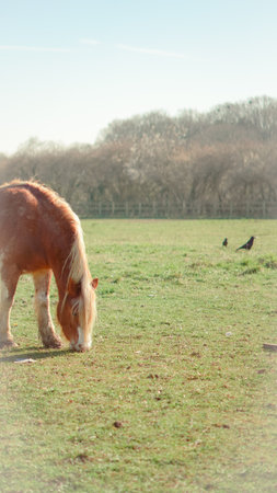 A beautifully framed shot of a horse grazing in an artistic countryside settingの写真素材