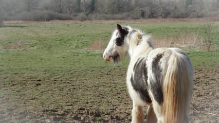 Horse on green field, countryside view, peaceful atmosphereの写真素材