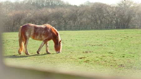 A countryside adventure featuring a grazing horse and a scenic rural backdropの写真素材