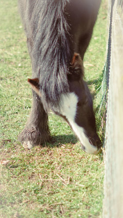 A countryside adventure featuring a grazing horse and a scenic rural backdropの写真素材