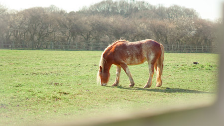 A beautifully framed shot of a horse grazing in an artistic countryside settingの写真素材