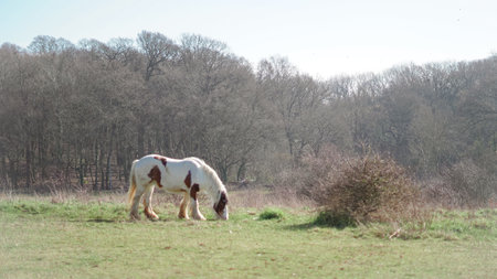 Calm horse interacting in herd, natural behavior, peaceful and harmonious sceneの写真素材