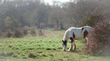 Horses in natural environment, ideal for showcasing equine behavior and natural habitatsの写真素材