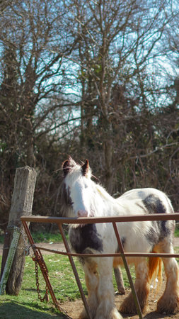 Horse in English countryside, pasture, fence, typical landscapeの写真素材