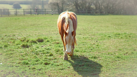 A majestic horse enjoys a quiet moment in a lush green pasture.の写真素材