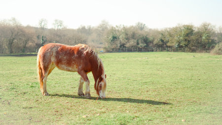A grazing horse embodies the simplicity and beauty of rural farm lifeの写真素材