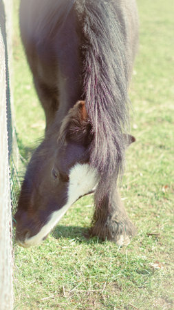 A horse on a sustainable farm, reflecting eco-friendly and organic livingの写真素材