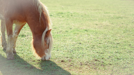 A horse grazes peacefully in a bright, sunlit pasture on a warm spring dayの写真素材