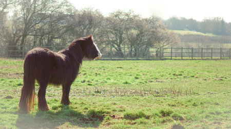 A countryside adventure featuring a grazing horse and a scenic rural backdrop.の写真素材