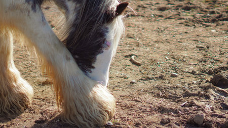 Gypsy Vanner horse, close-up of hooves, breed specific featuresの写真素材