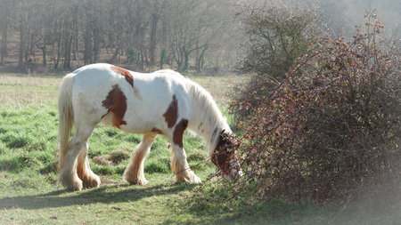 Calm horses interacting in herd, natural behavior, peaceful and harmonious sceneの写真素材