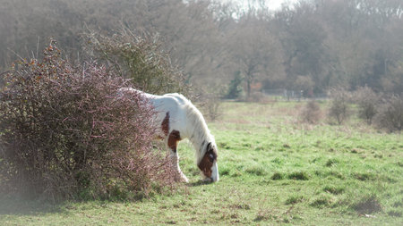 the horse grazes peacefully in an open countryside English pastureの写真素材