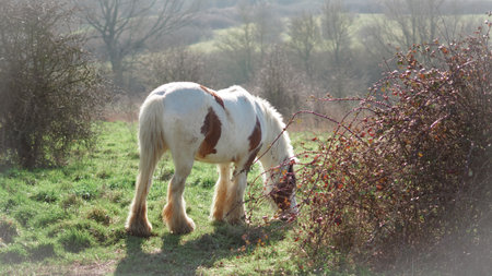 A farm horse grazes under a bright sky in the heart of English countrysideの写真素材