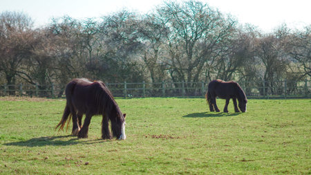 Two horses grazing in a field, rural landscape, peaceful atmosphereの写真素材