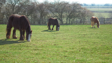 three horses grazing, showing different breeds and typesの写真素材
